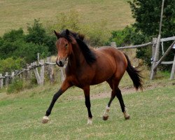 Zuchtstute Dallmayr's Cappuccina (Deutsches Reitpony, 2019, von Dallmayr K)