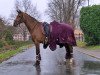 jumper Carcassonne 5 (Hanoverian, 2011, from Comte)