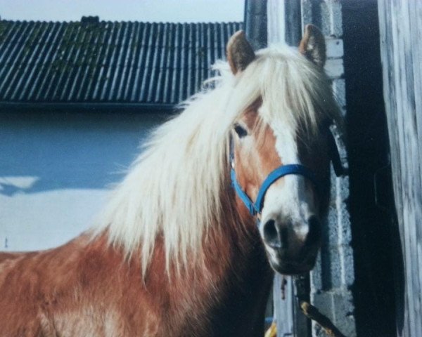 horse Sunday (Edelbluthaflinger, 1994, from Sundancer (25% ox))