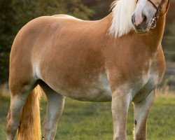 dressage horse Indy 39 (KWPN (Royal Dutch Sporthorse), 2010)