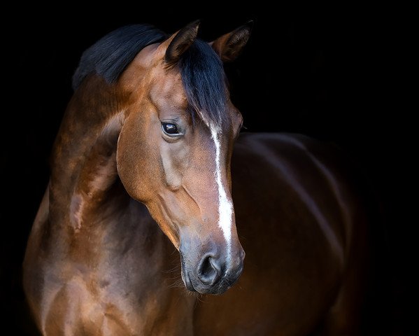 broodmare Danica (German Riding Pony, 2012, from Dance Star AT)