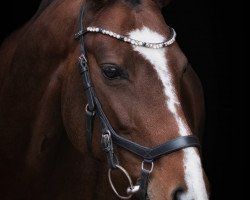 dressage horse Samba Salomée (KWPN (Royal Dutch Sporthorse), 2012, from Donnerhall)