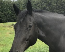 dressage horse Hotengo (Württemberger, 2012, from Hot Spirit)