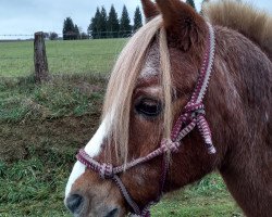 Dressurpferd Balu (Deutsches Reitpony, 1995, von Beach Boy)