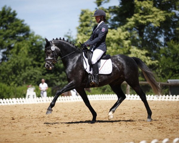 dressage horse Queen's Counsel (German Riding Pony, 2012, from Quaterback)