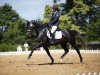 dressage horse Queen's Counsel (German Riding Pony, 2012, from Quaterback)