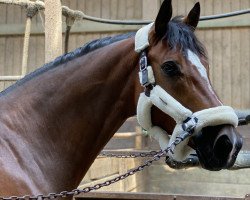 dressage horse Let's dance 83 (Trakehner, 2008, from Donaudichter)