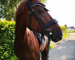 broodmare Belissimo's Dornröschen (Westphalian, 2005, from Belissimo NRW)