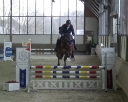 jumper Viva Blue 2 (Oldenburg show jumper, 2016, from Vivant)