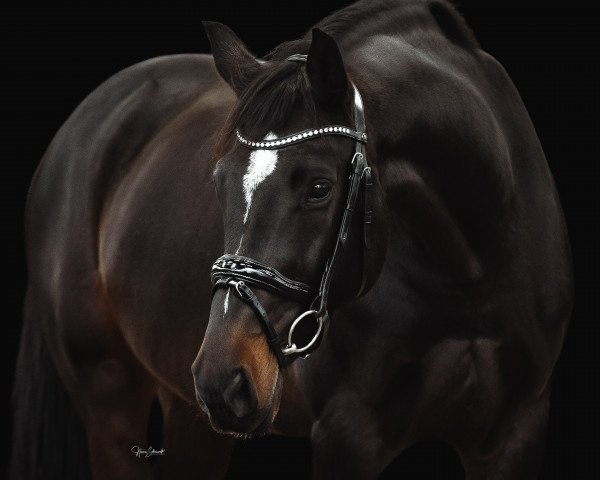 broodmare Amira (Holsteiner, 2011, from Cormint)