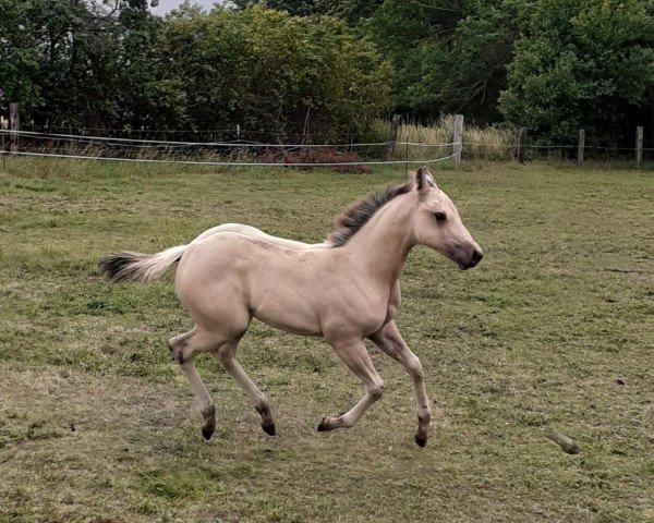 Pferd Romy (Quarter Horse, 2020, von Best Spook)