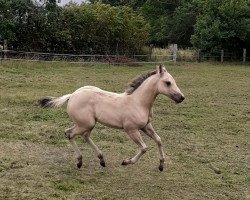 horse Romy (Quarter Horse, 2020, from Best Spook)