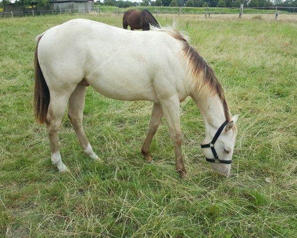 Pferd KK Smart Royal Kizz (Quarter Horse, 2019)