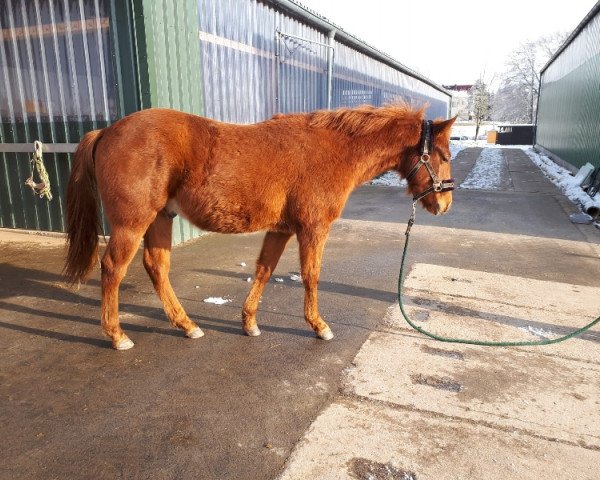 horse Cody (Quarter Horse, 2019)