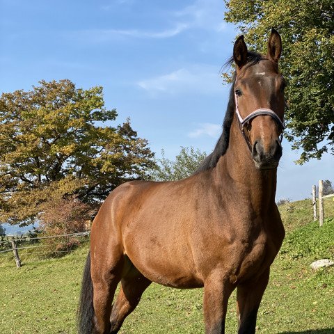 horse Ludwig (German Sport Horse, 2018, from Liquid)