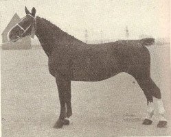 broodmare Inosa (Groningen, 1921, from Usurpator)