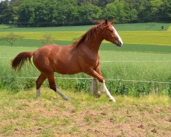 dressage horse Diamant (Hanoverian, 2012, from Dancier)