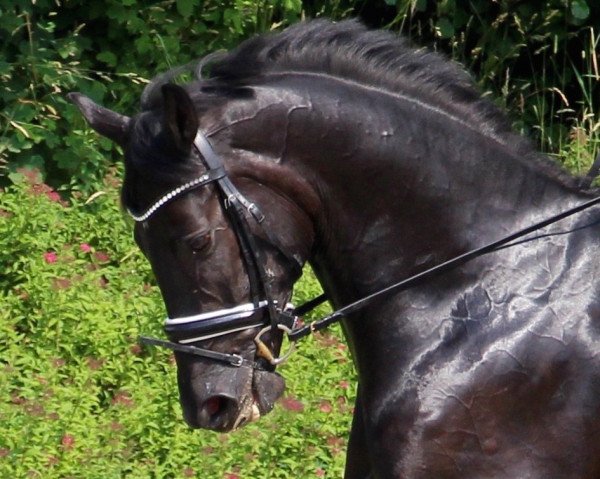 stallion Dancing Dagostello (Oldenburg, 2011, from Dagostini)