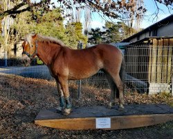 horse Helena 276 (Haflinger, 2006, from Almwind)