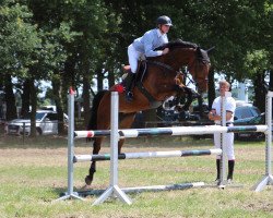 broodmare Chacalaca (Oldenburg, 2006, from Chacco-Blue)