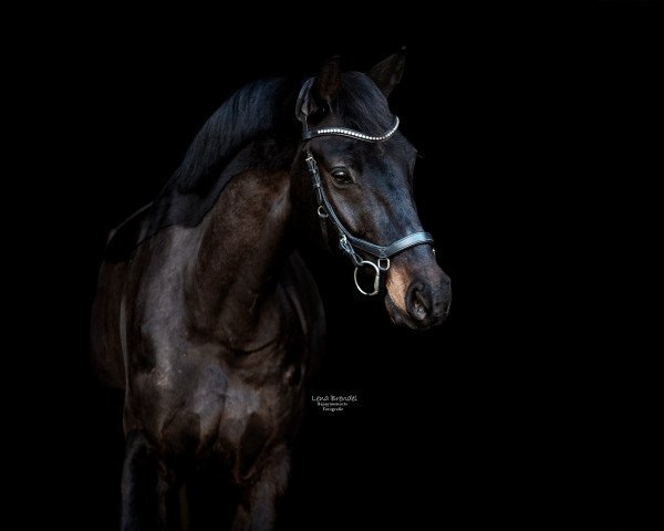 horse Camiro Gold (Oldenburg, 2012, from Carry Gold)