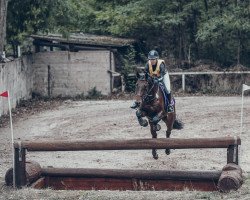 jumper Quantico 18 (German Sport Horse, 2011, from Quality Touch)