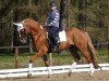 Dressurpferd Famos Boy (Deutsches Reitpony, 2002, von Famos)