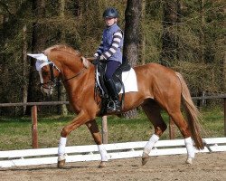 dressage horse Famos Boy (German Riding Pony, 2002, from Famos)