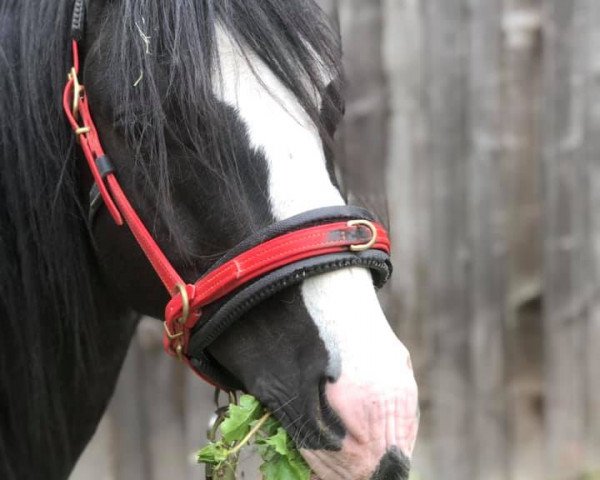 horse August Son Jamie (Welsh-Pony (Section B), 2015, from Best August)