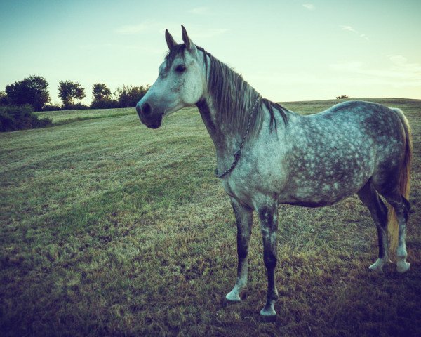 horse KK Shetan Ibn Ghayatan (Arabian thoroughbred, 2010, from Ghayatan ox)