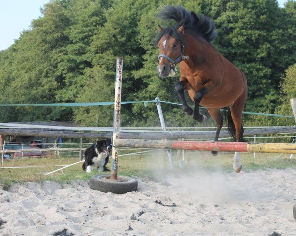 horse Stardust Vulcano (Welsh mountain pony (SEK.A), 2013, from Castellau Vip)