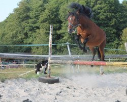 Pferd Stardust Vulcano (Welsh Mountain Pony (Sek.A), 2013, von Castellau Vip)