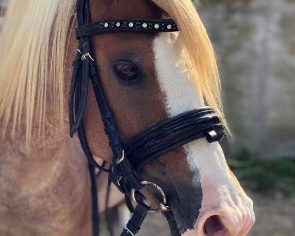 broodmare Valentins Enid (Welsh-Pony (Section B), 2011, from Moorkieker Dauphin)