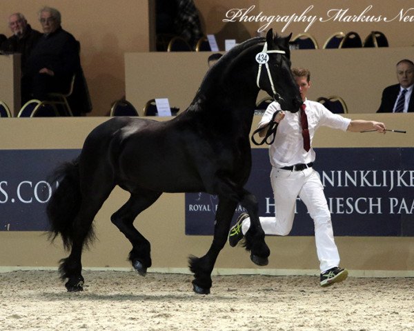 stallion Jerke 434 (Friese, 2003, from Onne 376)