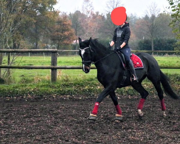 dressage horse Clarah de Luxe (Hanoverian, 2008, from Class de Luxe 2)