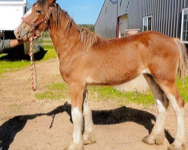 Pferd Still Brooks R & M English Rose (Clydesdale, 2014, von Northumberland Topsman)