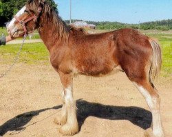 horse Still Brooks R & M Aint That Ashame (Clydesdale, 2014, from Northumberland Topsman)