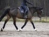 dressage horse Akoya (Westphalian, 2014)