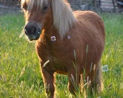 horse Boy v. Ingo's Hoeve (Shetland pony (under 87 cm), 2008, from Menno v.d. Rakkertjes)