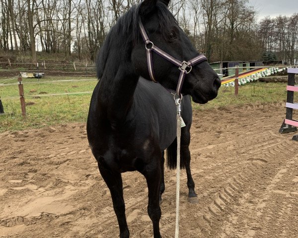 dressage horse Maxima (Trakehner, 2014, from Invincible Sir)