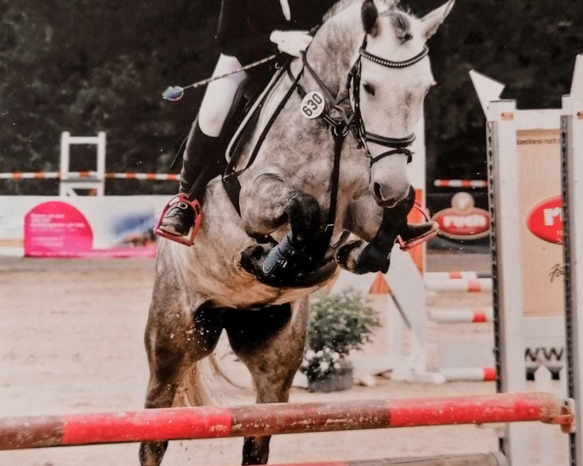 Springpferd Walshestown Grey Lady (Irish Sport Horse, 2014)