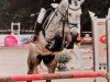 jumper Walshestown Grey Lady (Irish Sport Horse, 2014)