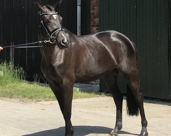 dressage horse Rosenfee (Trakehner, 2017, from Perpignan Noir)