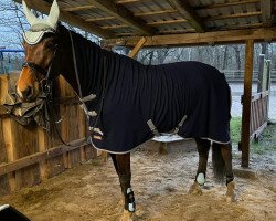 broodmare Calishas's Cadence (Oldenburg show jumper, 2014, from Caressini L)