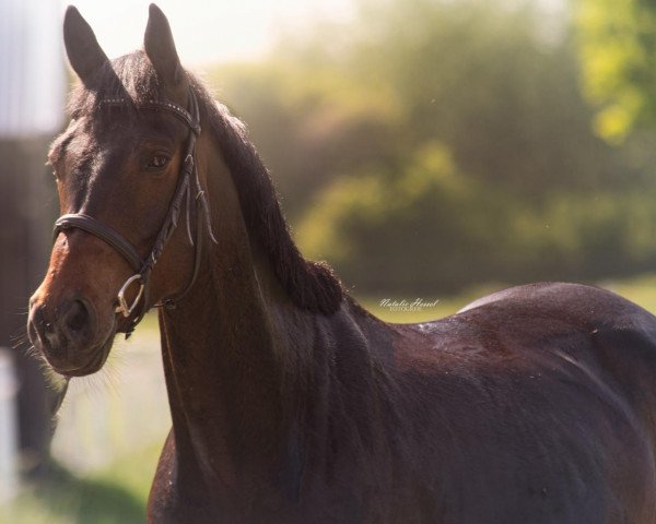 dressage horse Ehrentraum (Westphalian, 2013, from Ehrenpreis)