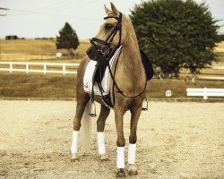 Pferd Nicito Nio (Welsh Pony (Sek.B), 2003, von De Mustert Nicolay)