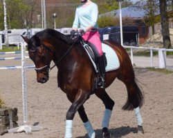 dressage horse Caprice 471 (Westphalian, 2008, from Captain Fire)