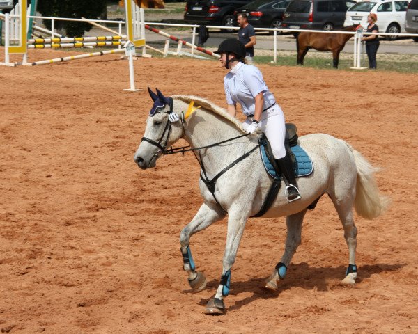 jumper Chacomo (German Sport Horse, 2004, from Camposanto)