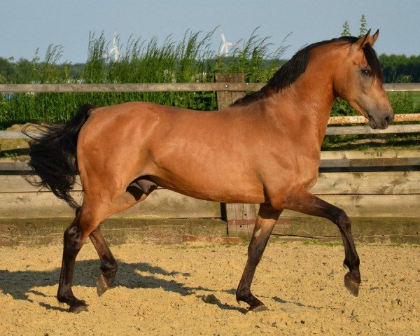 horse Cassini (German Riding Pony, 1998, from FS Cocky Dundee)