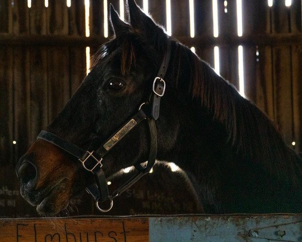 horse Elmhurst xx (Thoroughbred, 1990, from Wild Again xx)